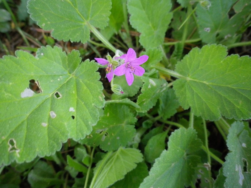 Erodium malacoides (L.) L''Hr. subsp. malacoides